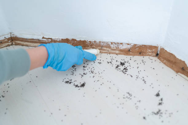 Best Termite Control Services  in Lake Helen, FL